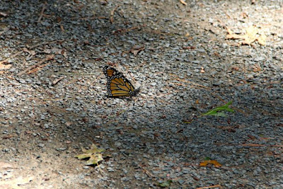 monarch butterfly in a Minnesota driveway