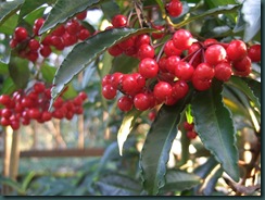 t_DSCF0059