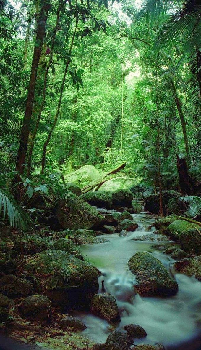 The Daintree, Queensland, Australia 10 Worlds Amazing And Beautiful Forests