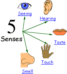 Resultado de imagen para sentidos en ingles niños