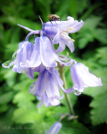 IMG_9050 - Copy