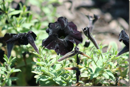 FPC_BlackVelvetPetunia2_Aug18