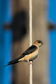 Red-rumped Swallow at Oropos Lagoon, Athens