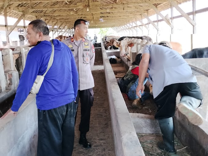 Percepatan Vaksinasi Penyakit Mulut Dan Kuku Pada Hewan Ternak Polsek Ponorogo Siap Dampingi Petugas