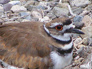 Killdeer on its nest at San Joaquin Wildlife Sanctuary