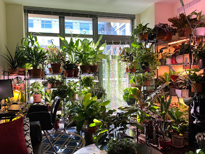 A room with large windows jammed pack with plants.