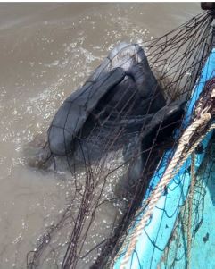 First documentation of the capture and release of a manatee in the Rogolié River wetland (Ntoum, Gabon)