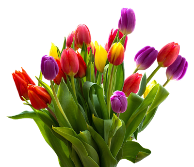 TULIPAS COLORIDAS - FLORES-ONLINE