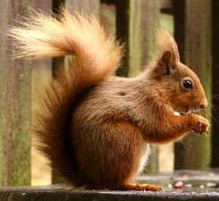 Foto de ardilla de perfil - animal con A