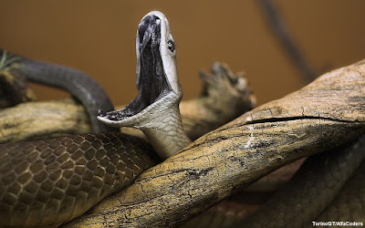 Cobra mamba negra, Mamba negra, snake, manba negra, mamba preta, mortal, black mamba, serpente, serpente mamba negra, mamba, cobra mamba negra, black mamba snake, repteis, ataque cobra, ataque mamba negra, fotos cobra, fotos, fotos mamba negra, cobra preta