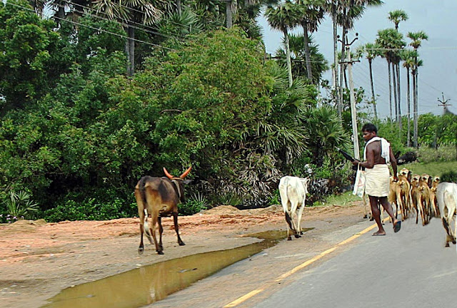 tamil cowherd