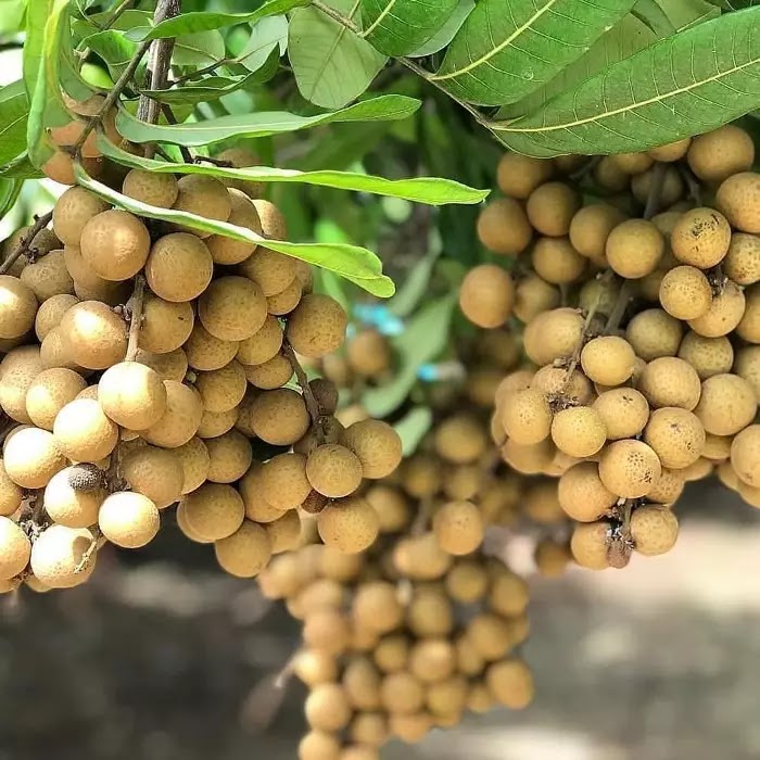 bibit kelengkeng diamond river tanaman buah menerima grosir Panguragan