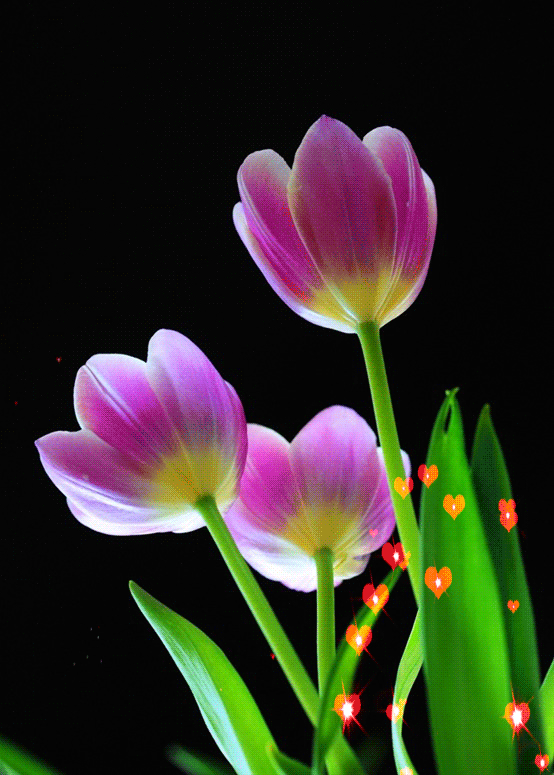 Decent Image Scraps: Flower Animation