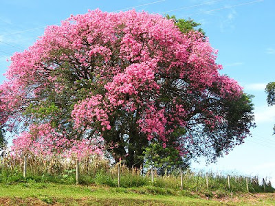 Floss Silk Tree / Ceiba speciosa