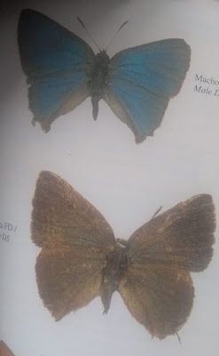 Mariposa esmeralda (Mesocyanophrys acastoides)