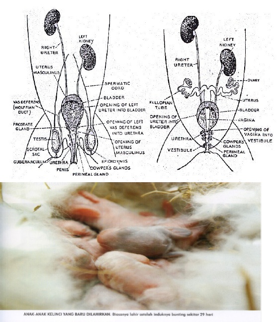 zoologi vertebrata laporan morfologi anatomi kelinci 