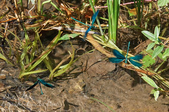 Blauflügel-Prachtlibellen (Calopteryx virgo)