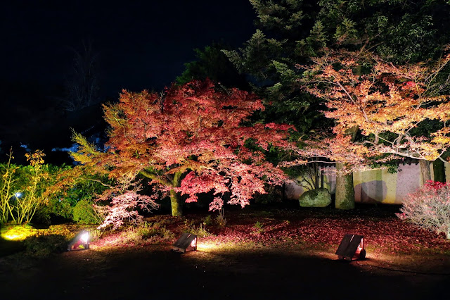 京都 隨心院 随心院 紅葉ライトアップ