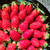 Korean Strawberries