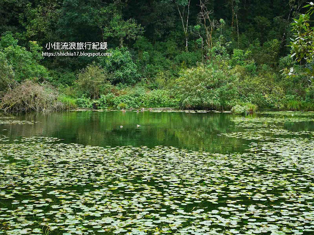 鴛鴦戲水