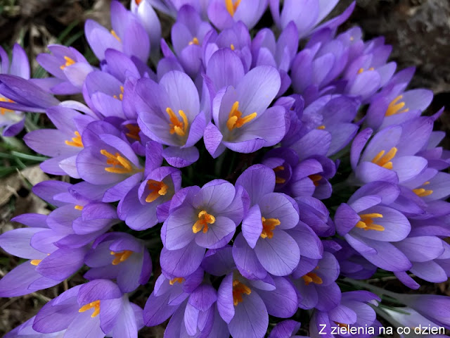 Crocus