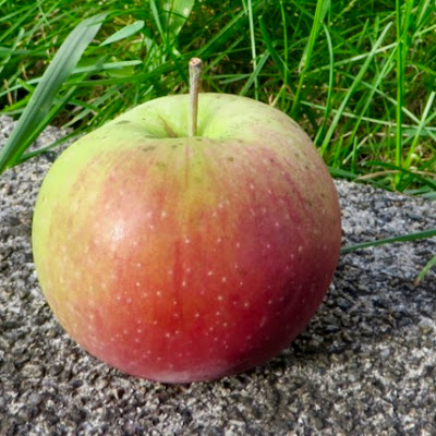 apple with a partial red blush