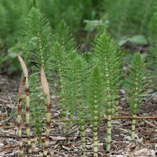 Heermoes, paardenstaart, kattenstaart, rattensteert, vossenstaart, Equisetum arvense