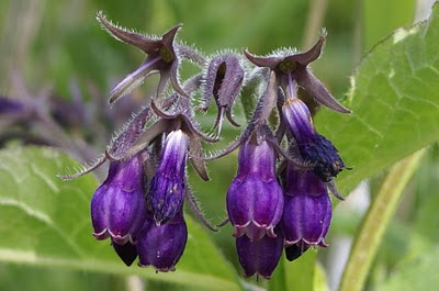 Gewone Smeerwortel - Skuorwoartel - Symphytum officinale