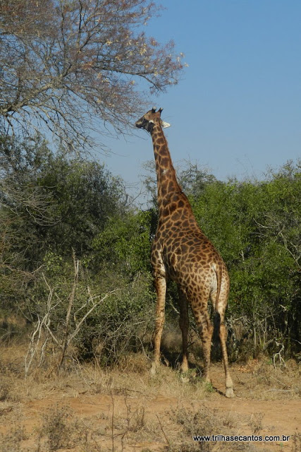 Kruger Park, Africa do Sul