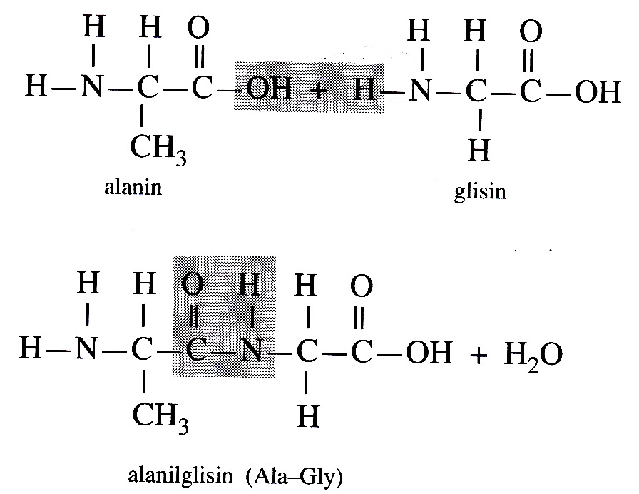 KIMIA ORGANIK II proteinProtein merupakan senyawa 