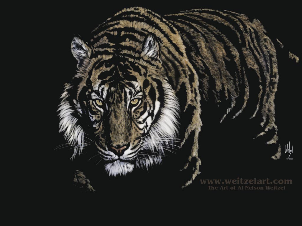 ... tiger wallpapers estou lendo picture of a tiger tweet this assine