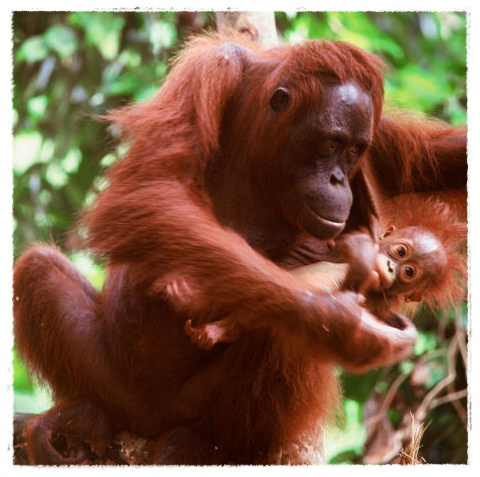 Gambar Orang Utan Dunia Binatang