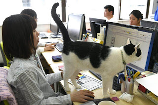 Empresa japonesa encuentra en los gatos la solución perfecta para contrarrestar el estrés de los empleados en el lugar de trabajo