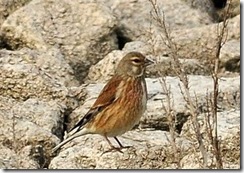 Draycote Water D300s X14  24-04-2012 15-11-029