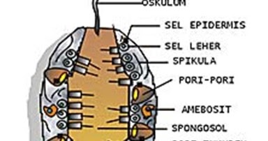  Jelaskan  Perbedaan  Struktur Jaringan Pada Porifera Dan  