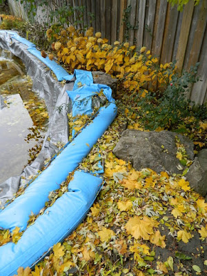 Bedford Park Toronto Fall Cleanup Before by Paul Jung Gardening Services--a Toronto Gardening  Services Company