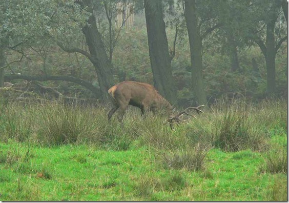 red deer 2 018