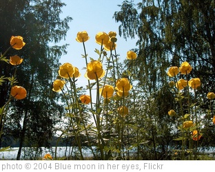 'Yellow summer flowers' photo (c) 2004, Blue moon in her eyes - license: http://creativecommons.org/licenses/by/2.0/