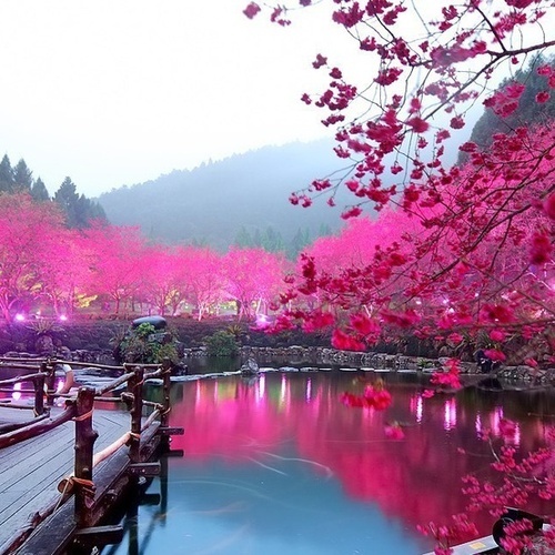 Cherry Blossom Lake, Sakura 