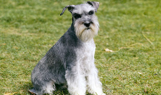 standard schnauzer puppies