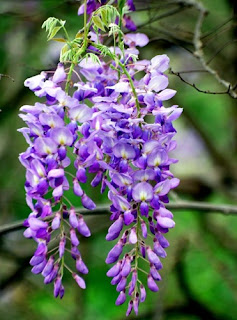 wisteria-flowers-surabaya