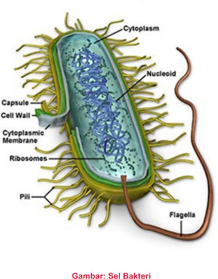 Sel Bakteri