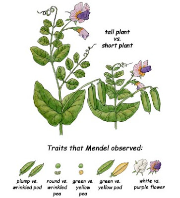 Gregor Mendel's 189th Birthday