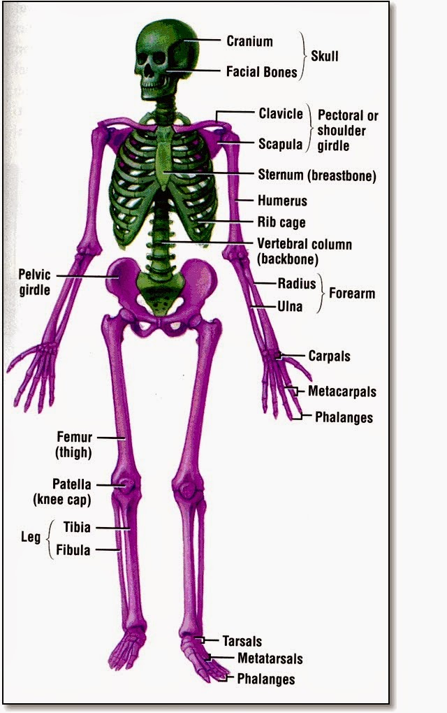 HARDIN BURUHI MAKALAH Anatomi Rangka  Manusia  