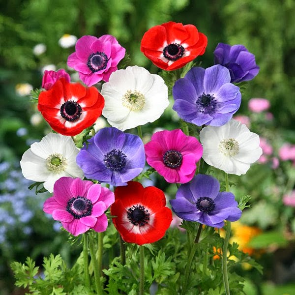 Anemone coronaria cuidados