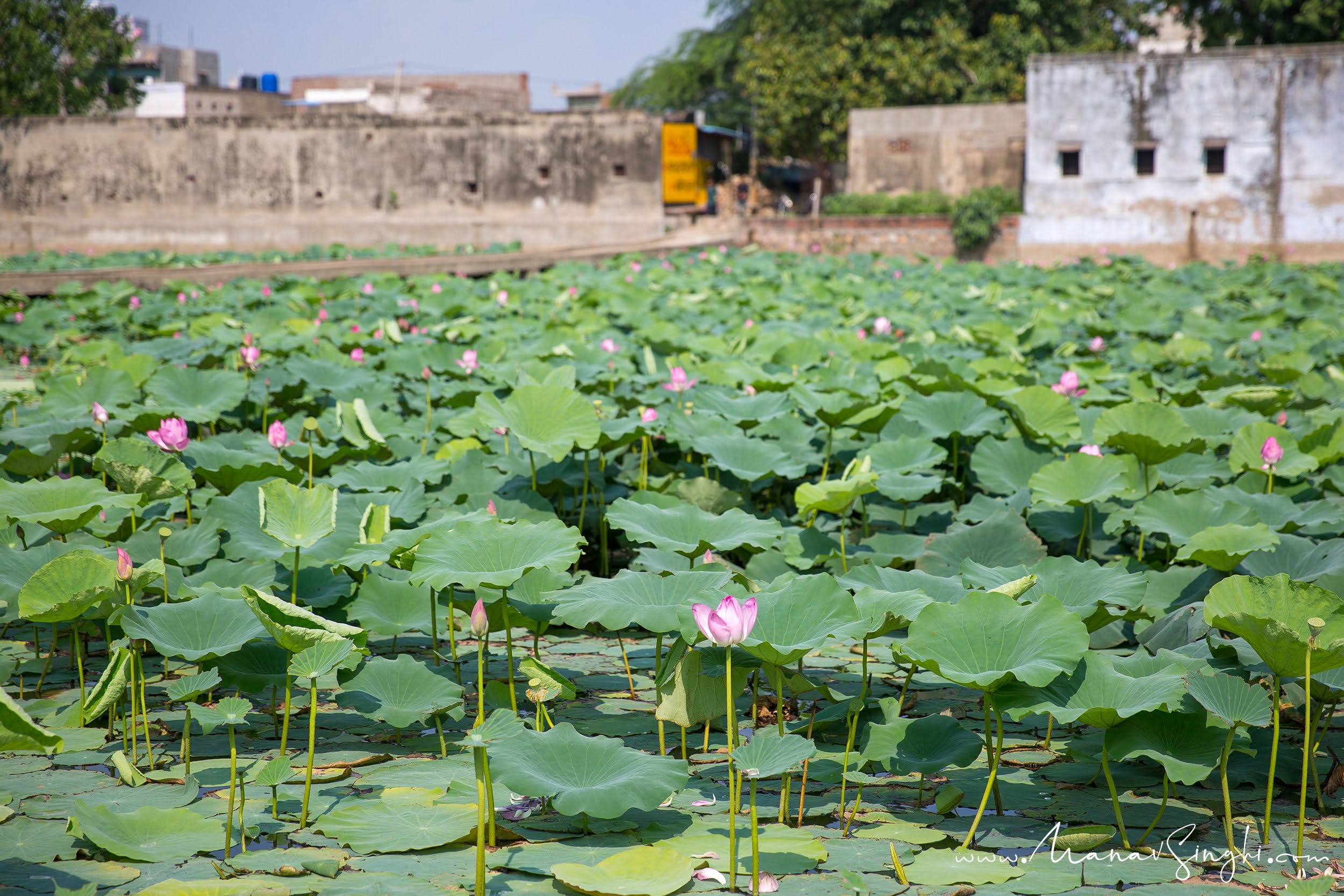 Lotus Pond at Mundia Village near Jaipur.