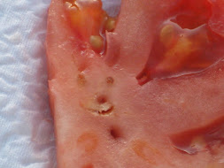 smiley tomato