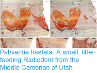 https://sciencythoughts.blogspot.com/2018/10/pahvantia-hastata-small-filter-feeding.html