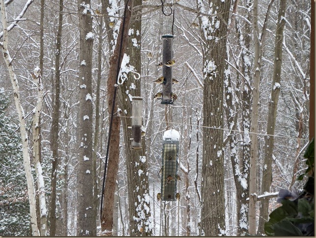 finches on feeders and in trees