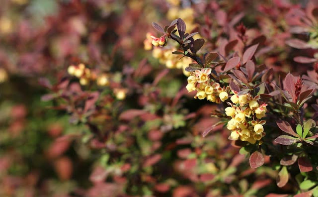 Berberis Thunbergii Flowers Pictures